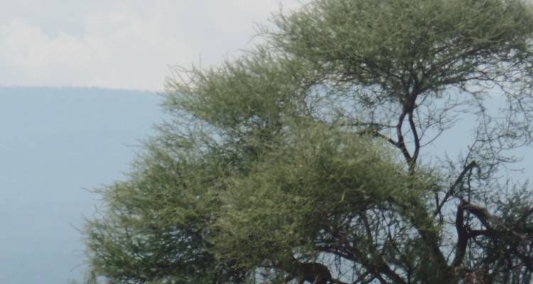 8-Day Tanzania - Great Migration Safari (December-April) - Muraa African Safaris 8