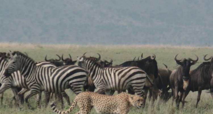 8-Day Tanzania - Great Migration Safari (December-April) - Muraa African Safaris 7