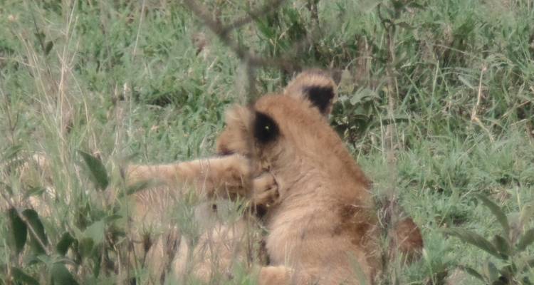 8-Day Tanzania - Great Migration Safari (December-April) - Muraa African Safaris 6