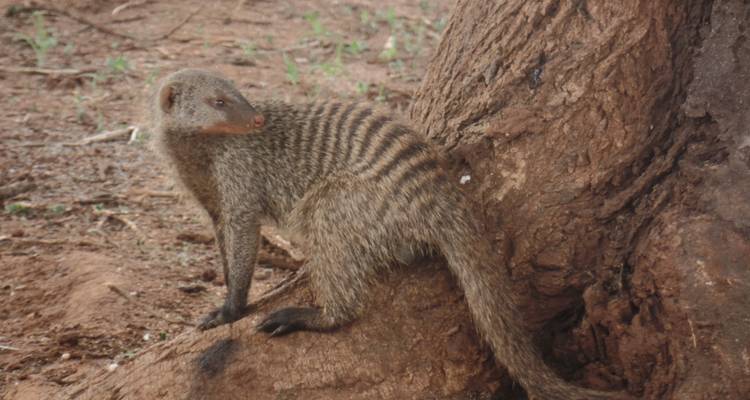 4-Day Manyara, Serengeti & Ngorongoro Luxury Adventure - Muraa African Safaris 4