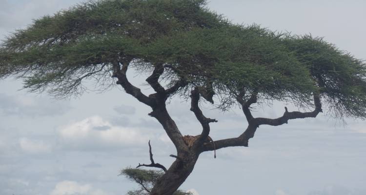 4-Day Manyara, Serengeti & Ngorongoro Luxury Adventure - Muraa African Safaris 6