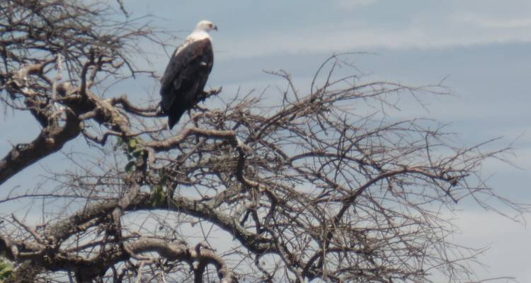 4-Day Manyara, Serengeti & Ngorongoro Luxury Adventure - Muraa African Safaris 1