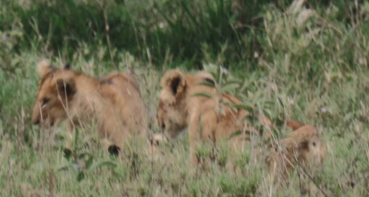 4-Day Manyara, Serengeti & Ngorongoro Luxury Adventure - Muraa African Safaris 3