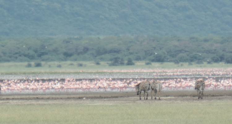 4-Day Manyara, Serengeti & Ngorongoro Luxury Adventure - Muraa African Safaris 2