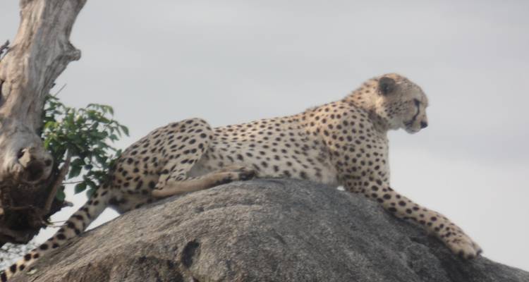 4-Day Tarangire, Serengeti & Ngorongoro Safari - Muraa African Safaris 3