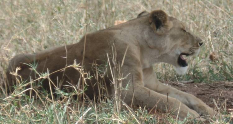 4-Day Tarangire, Serengeti & Ngorongoro Safari - Muraa African Safaris 2