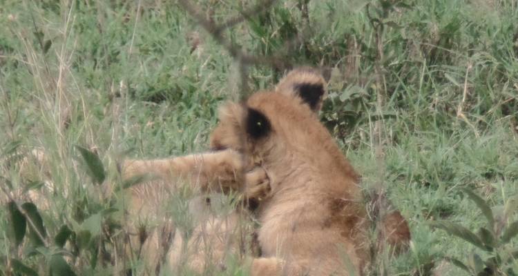 4-Day Tarangire, Serengeti & Ngorongoro Safari - Muraa African Safaris 4