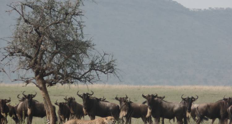 4-Day Tarangire, Serengeti & Ngorongoro Safari - Muraa African Safaris 1