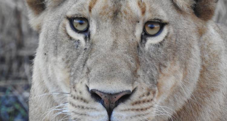 Visage de lion en gros plan.