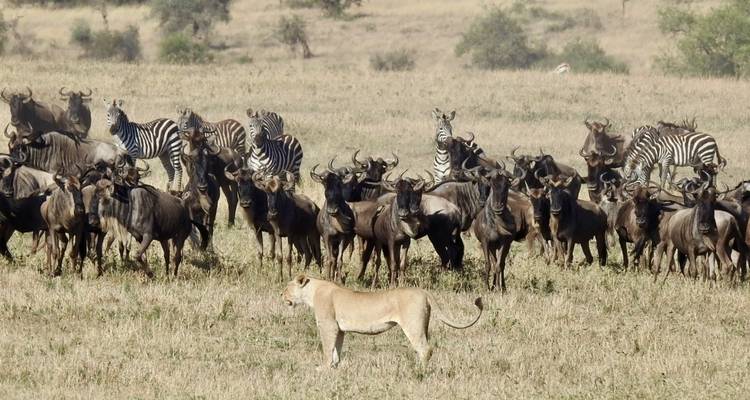 Lionne debout parmi un troupeau de gnous et de zèbres dans la savane.