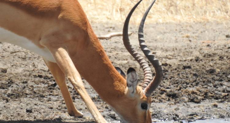 Gros plan d'une antilope buvant de l'eau.
