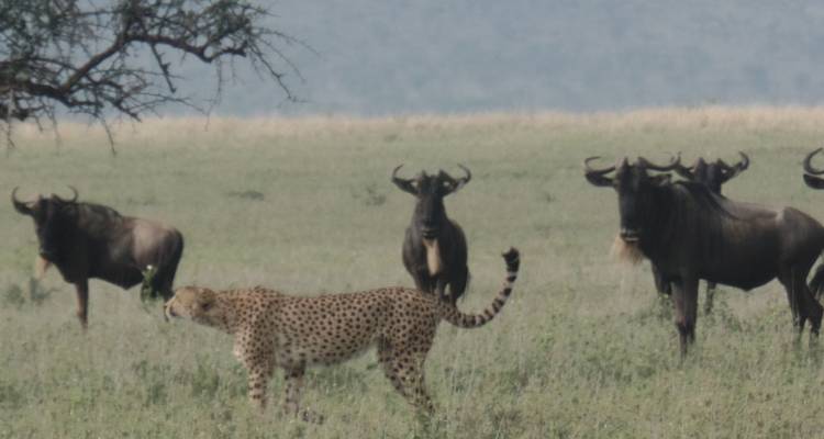6-Day Manyara, Tarangire, Serengeti & Ngorongoro Lodge - Muraa African Safaris 3