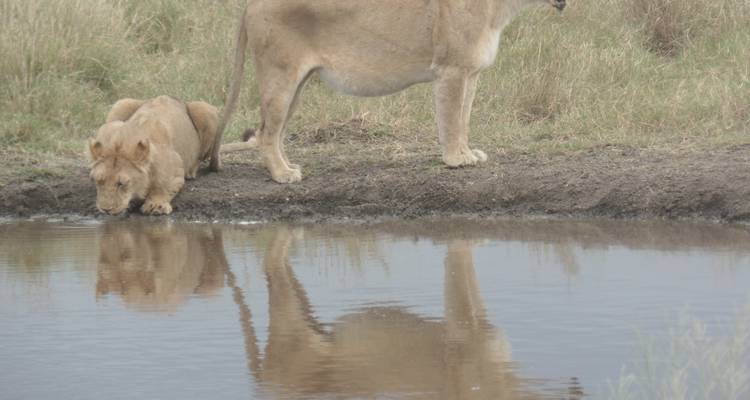 6-Day Manyara, Tarangire, Serengeti & Ngorongoro Lodge - Muraa African Safaris 4
