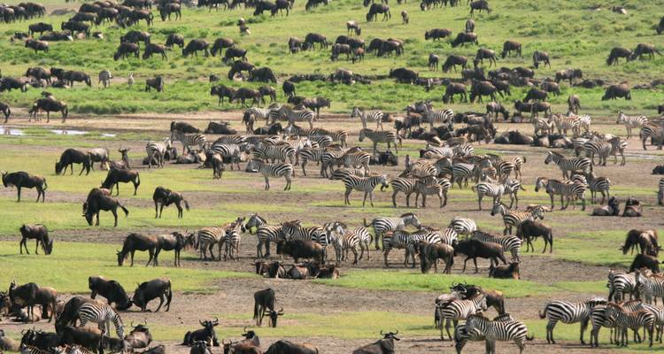 6-Day Manyara, Tarangire, Serengeti & Ngorongoro Lodge - Muraa African Safaris 1