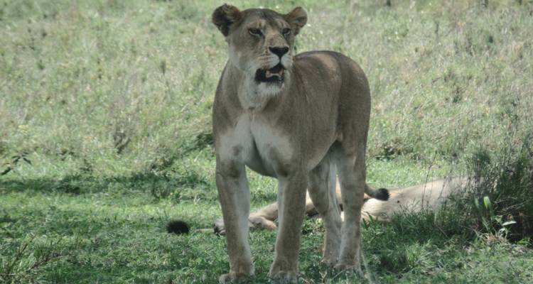 4-Day Lake Manyara, Ngorongoro Crater and Tarangire NP - Muraa African Safaris 2