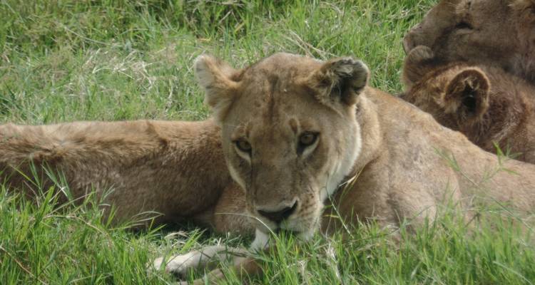 4-Day Lake Manyara, Ngorongoro Crater and Tarangire NP - Muraa African Safaris 1