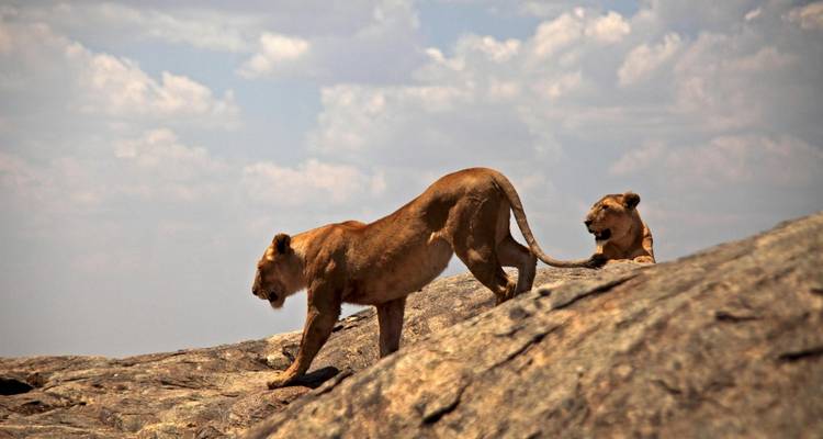 10-Day Private Budget Safari and Zanzibar Holiday - Muraa African Safaris 7