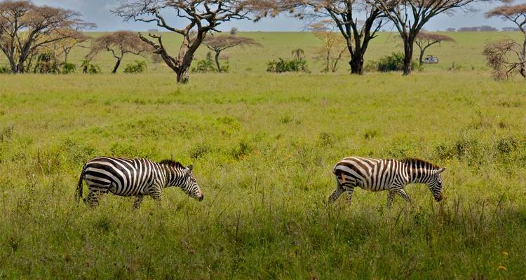 Safari de lujo de 7 días por la riqueza de Tanzania - Muraa African Safaris 4
