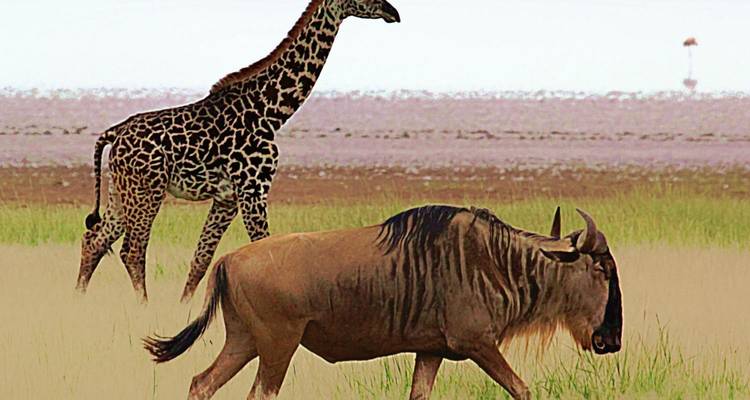 8-Day Safari to Most Celebrated African Parks - Muraa African Safaris 3