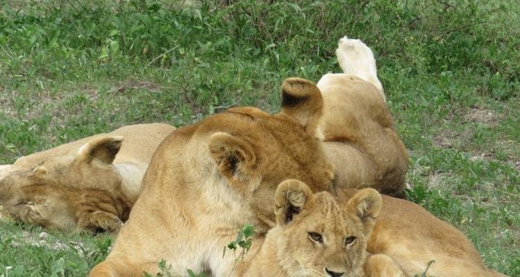 Safari de luxe de 7 jours en Tanzanie - Professional Safari Africa 8