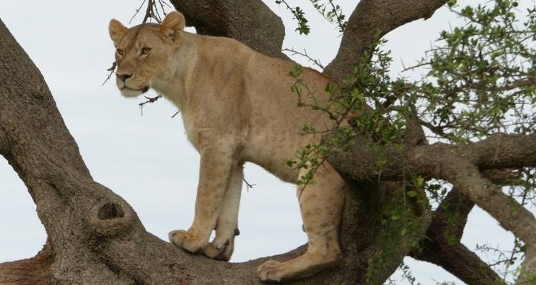Safari de luxe de 7 jours en Tanzanie - Professional Safari Africa 7
