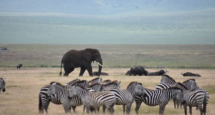 Safari de luxe de 7 jours en Tanzanie - Professional Safari Africa 1