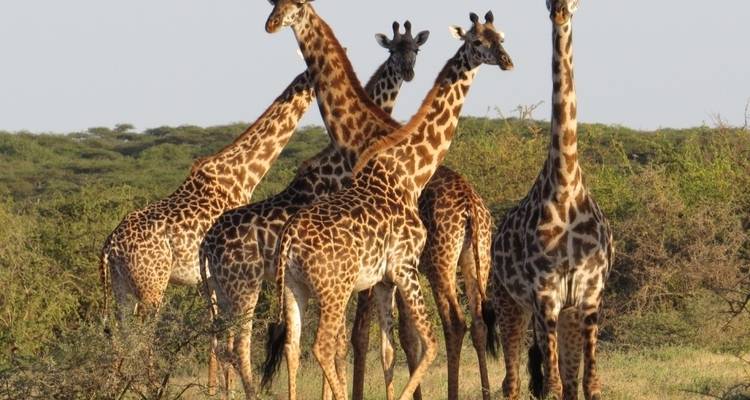 Safari de luxe de 7 jours en Tanzanie - Professional Safari Africa 2