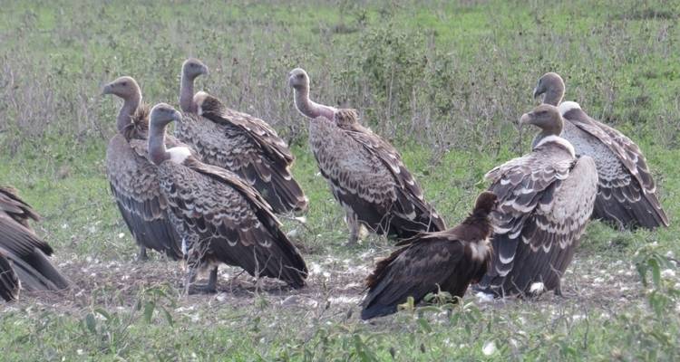 Safari de luxe de 7 jours en Tanzanie - Professional Safari Africa 3