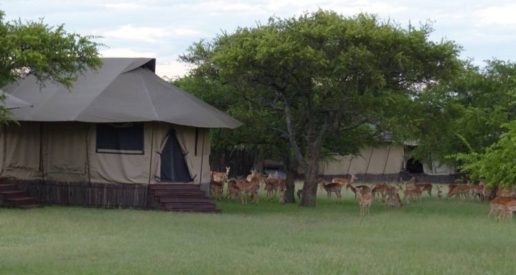 Safari de luxe de 7 jours en Tanzanie - Professional Safari Africa 6