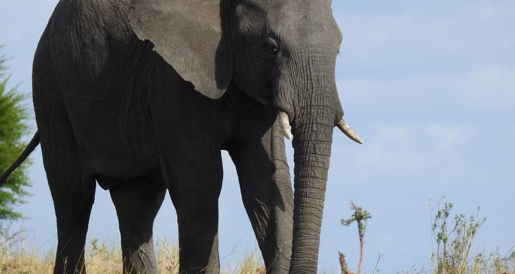 Vacaciones de 13 días en los parques del norte de Tanzania y la playa de Zanzíbar - Professional Safari Africa 7