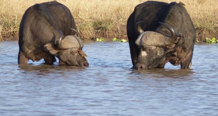 Vacaciones de 13 días en los parques del norte de Tanzania y la playa de Zanzíbar - Professional Safari Africa 1