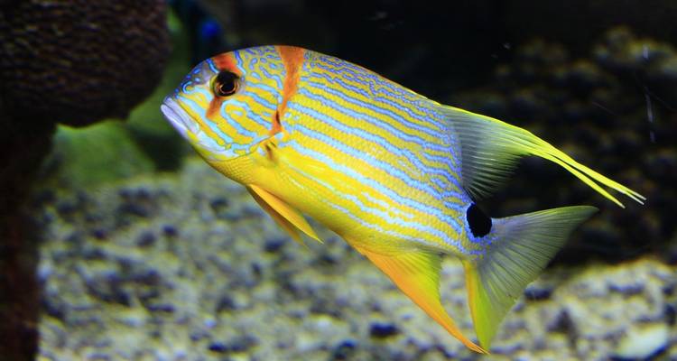 Close-up of a colorful fish swimming in an aquarium.