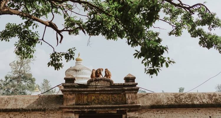 Monkeys sitting on a wall with foliage in the background.