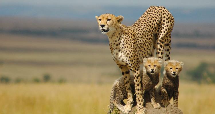 5-Day Amazing Honeymoon - Muraa African Safaris 2