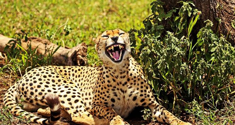 5-Day Amazing Honeymoon - Muraa African Safaris 1