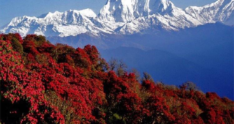 Een levendig landschap met rode rododendrons tegen besneeuwde bergtoppen.