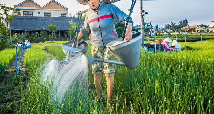 Agricultor regando cultivos en un arrozal.