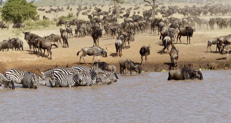 Kudde gnoes en zebra's bij het water.
