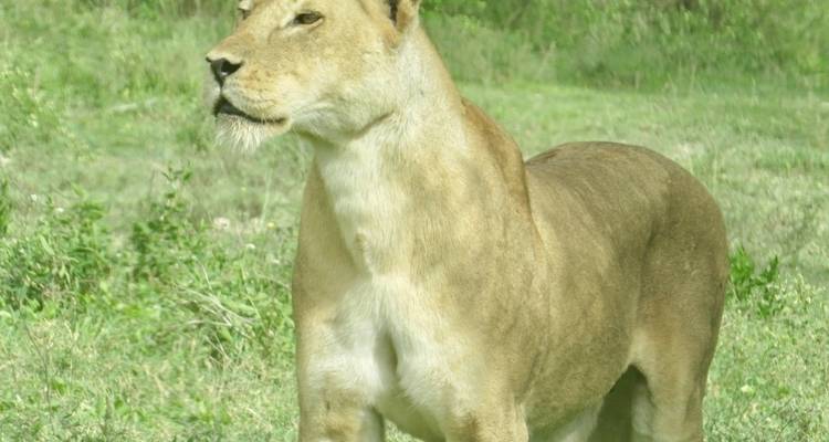 Leeuwin in het wild.