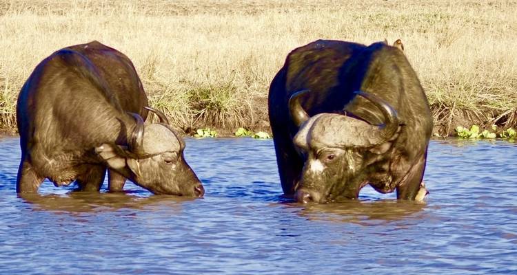 Twee buffels die water drinken.