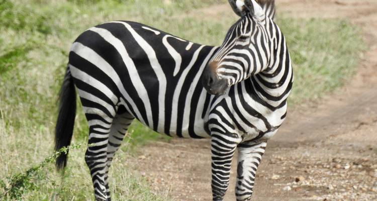 Zebra staand op een zandpad.
