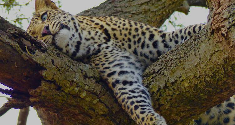 Luipaard rustend op een boomtak.