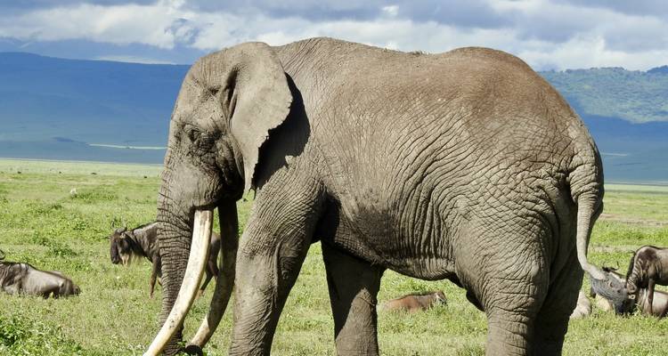 Olifant met lange slagtanden in de buurt van andere dieren op grasrijke vlakte.