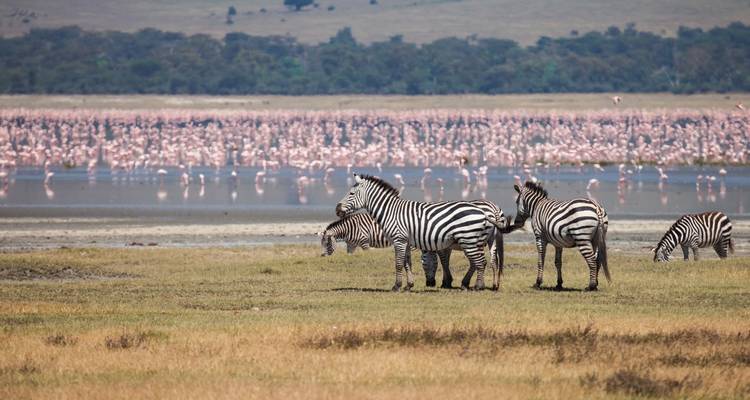 11safari de aventura clásico en Tanzania - 7 destinos - Professional Safari Africa 1