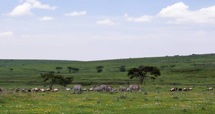 Zebras and grazing animals in a grassy landscape.
