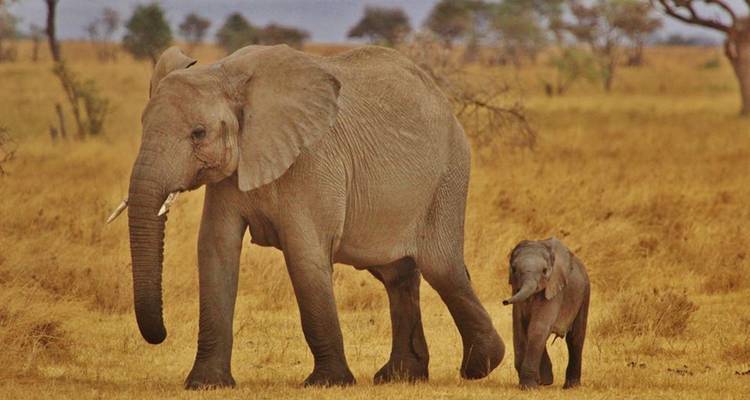 Elephant with calf in a savannah landscape.