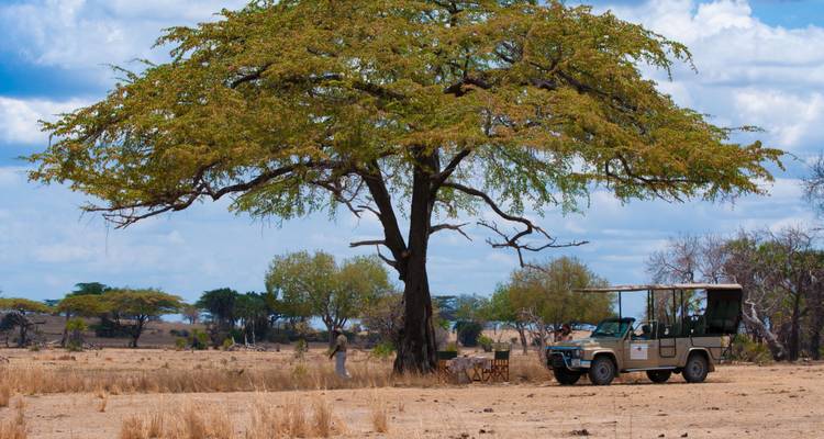 Safari vehicle under a large tree in a savannah.