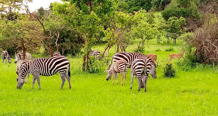 Discover Rwanda Gorilla Trekking, Big 5,  Big Cats & Lake Kivu Tour (Exclusively Private) - Devine African Safaris Ltd 3