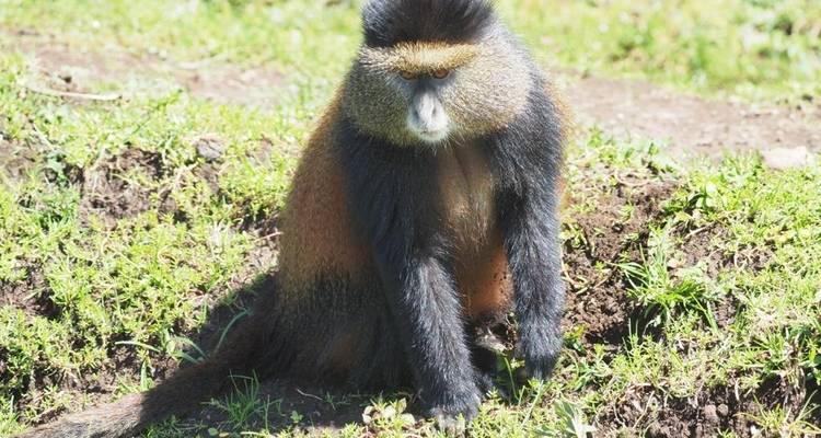 Discover Rwanda Gorilla Trekking, Big 5,  Big Cats & Lake Kivu Tour (Exclusively Private) - Devine African Safaris Ltd 6