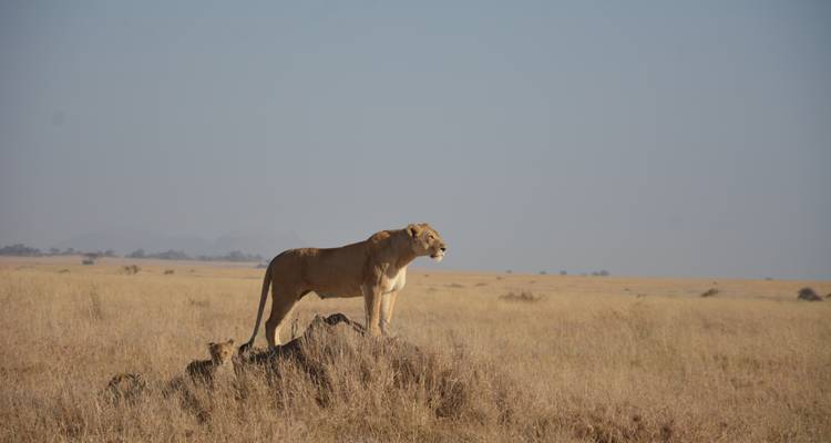 Tanzania Photography Safari - Professional Safari Africa 1